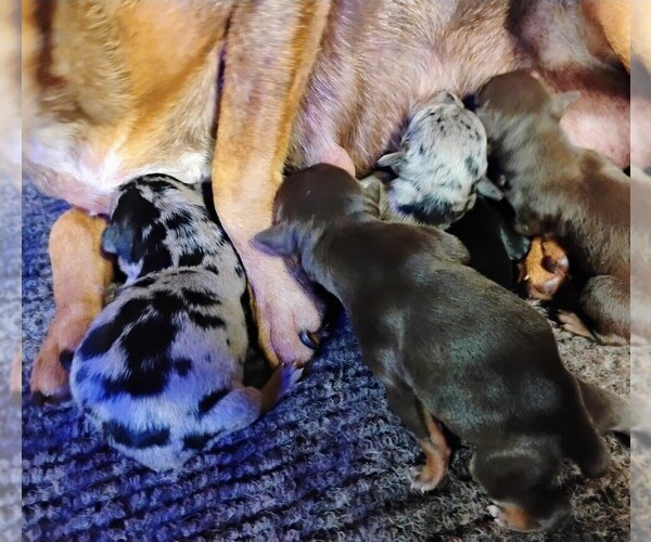 Medium Photo #1  Breeder Profile in TEXARKANA, AR, USA