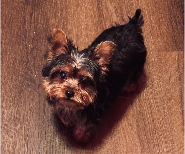 Medium Photo #6  Breeder Profile in BROOKHAVEN, MS, USA