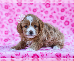 Small #1 Breeder Profile image