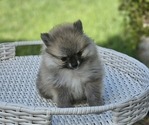 Small breeder photo