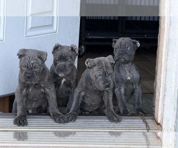 Medium Photo #3  Breeder Profile in JOLIET, IL, USA