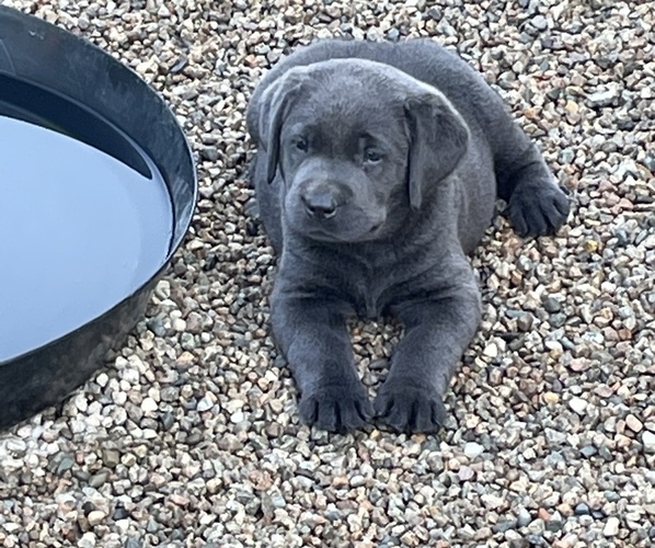 Medium Photo #10  Breeder Profile in ACUSHNET, MA, USA