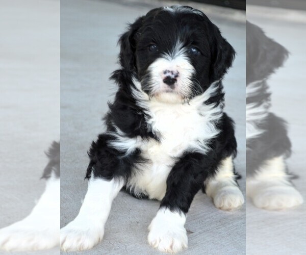 Medium Photo #7  Breeder Profile in MCALLEN, TX, USA