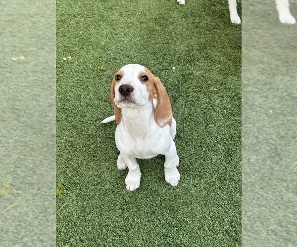 Medium Photo #1  Breeder Profile in SAN DIEGO, CA, USA