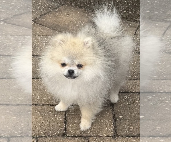 Medium Photo #11  Breeder Profile in KENNESAW, GA, USA