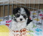 Small breeder photo