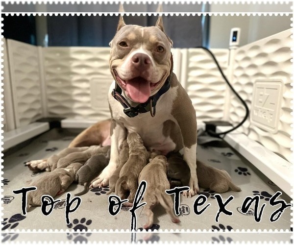 Medium Photo #7  Breeder Profile in HOWE, TX, USA