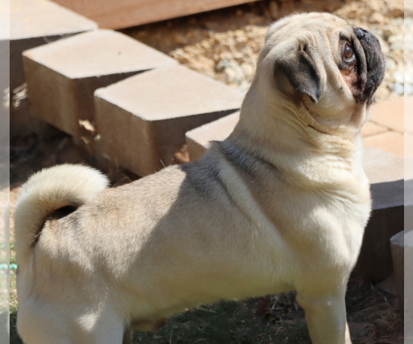 Medium Photo #10  Breeder Profile in WINNSBORO, TX, USA