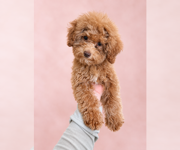 Medium Photo #7  Breeder Profile in BRANDON, MS, USA