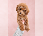 Small #6 Breeder Profile image