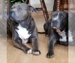 Small breeder photo
