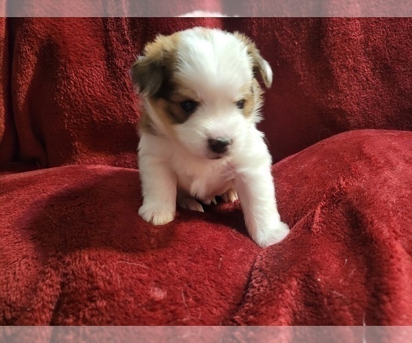 Medium Photo #85  Breeder Profile in AKRON, OH, USA