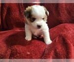 Small #84 Breeder Profile image