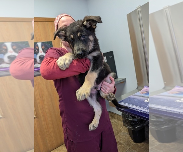 Medium Photo #4  Breeder Profile in ESSEX, IL, USA