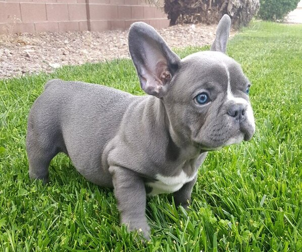 Medium Photo #26  Breeder Profile in LAS VEGAS, NV, USA