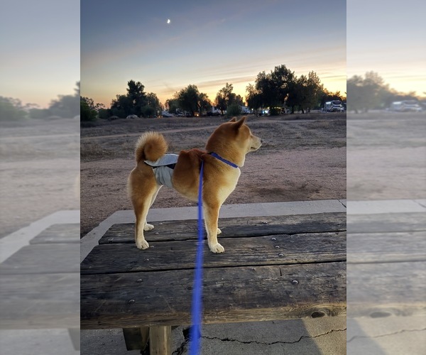 Medium Photo #30  Breeder Profile in THOMASTON, GA, USA