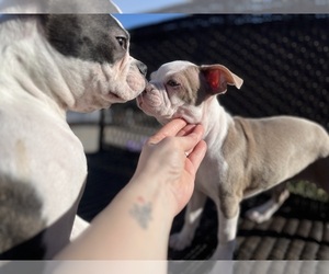 Boston Terrier Dog Breeder near KENNEWICK, WA, USA