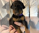 Small #4 Breeder Profile image