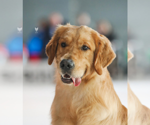 Medium Breeder Profile Photo