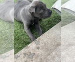 Small Photo #9  Breeder Profile in JOLIET, IL, USA
