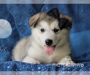 Alaskan Malamute Dog Breeder near LIBERTY, KY, USA