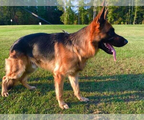 Medium Photo #1  Breeder Profile in COLUMBIA, SC, USA