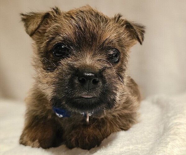 Medium Photo #7  Breeder Profile in FORNEY, TX, USA