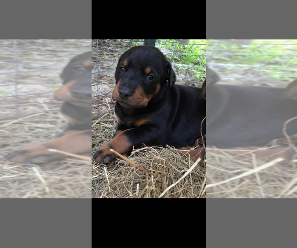 Medium Photo #7  Breeder Profile in LIVINGSTON, LA, USA