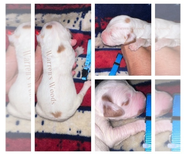 Medium Photo #10  Breeder Profile in THOMPSONVILLE, MI, USA