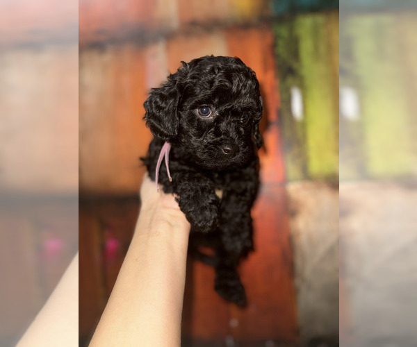 Medium Photo #1  Breeder Profile in HAYMARKET, VA, USA