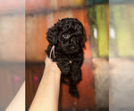 Small breeder photo
