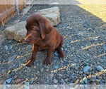 Small Photo #9  Breeder Profile in CANYONVILLE, OR, USA
