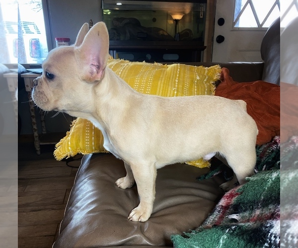 Medium Photo #13  Breeder Profile in GREENVILLE, TX, USA