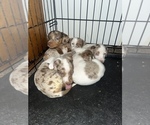 Small breeder photo
