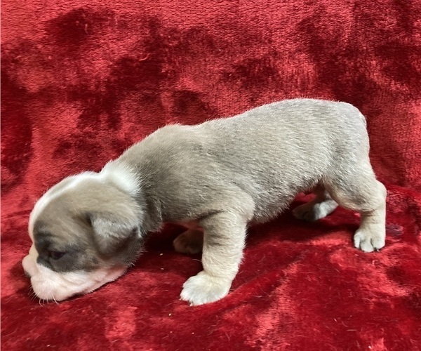 Medium Photo #35  Breeder Profile in CHETEK, WI, USA