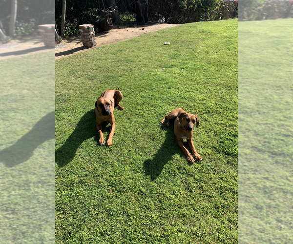 Medium Photo #2  Breeder Profile in RIVERSIDE, CA, USA