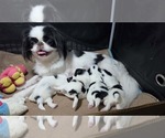 Small breeder photo