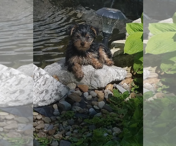Medium Photo #53  Breeder Profile in NEENAH, WI, USA