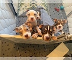 Small #1 Breeder Profile image