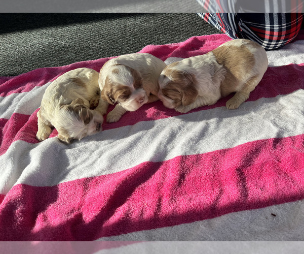 Medium Photo #3  Breeder Profile in TRINITY, NC, USA