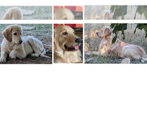 Medium Photo #3  Breeder Profile in LAS CRUCES, NM, USA