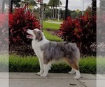 Small Photo #8  Breeder Profile in PLANT CITY, FL, USA