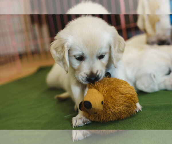 Medium Photo #33  Breeder Profile in MALDEN, MA, USA