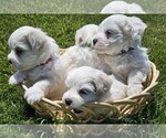Small #5 Breeder Profile image