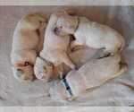 Small #4 Breeder Profile image