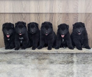 Portuguese Water Dog Dog Breeder near HAMILTON, MO, USA