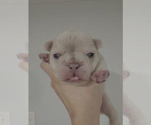French Bulldog Dog Breeder near SAYREVILLE, NJ, USA