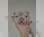 Small breeder photo