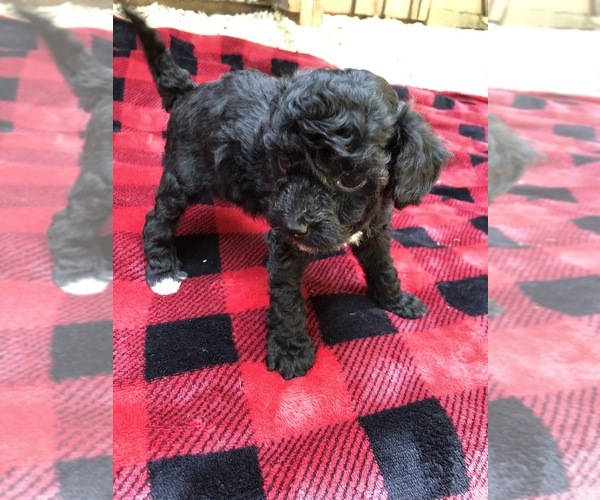 Medium Photo #21  Breeder Profile in AUGUSTA, WV, USA
