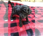 Small #20 Breeder Profile image